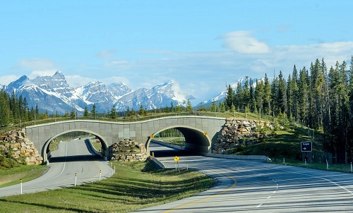 Review of Banff Wildlife Crossing Project, Integrating  Science and Education in Restoring Population Connectivity Across Transportation Corridors as Nature Based Solution NBS Infrastructure